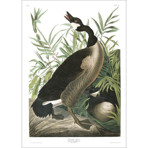 Canada Goose Print by John Audubon