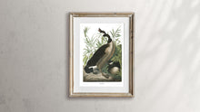 Load image into Gallery viewer, Canada Goose Print by John Audubon