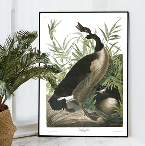 Canada Goose Print by John Audubon