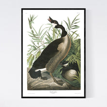 Load image into Gallery viewer, Canada Goose Print by John Audubon