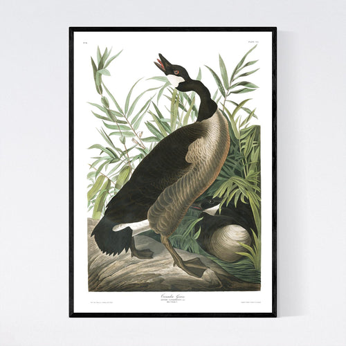 Canada Goose Print by John Audubon