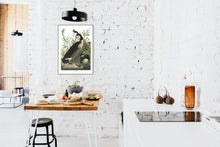 Load image into Gallery viewer, Canada Goose Print by John Audubon