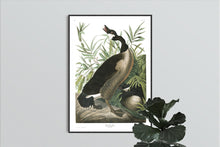 Load image into Gallery viewer, Canada Goose Print by John Audubon