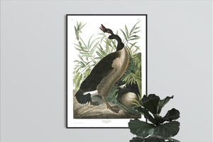 Canada Goose Print by John Audubon