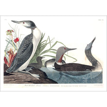Load image into Gallery viewer, Red-Throated Diver Print by John Audubon