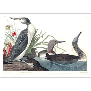 Red-Throated Diver Print by John Audubon