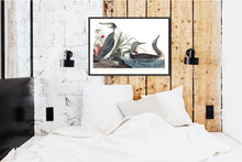 Load image into Gallery viewer, Red-Throated Diver Print by John Audubon