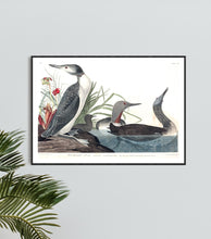 Load image into Gallery viewer, Red-Throated Diver Print by John Audubon