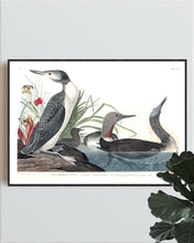 Load image into Gallery viewer, Red-Throated Diver Print by John Audubon