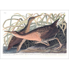 Load image into Gallery viewer, Great Red Brested Rail or Fresh Water Marsh Hen Print by John Audubon