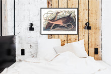 Load image into Gallery viewer, Great Red Brested Rail or Fresh Water Marsh Hen Print by John Audubon
