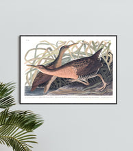Load image into Gallery viewer, Great Red Brested Rail or Fresh Water Marsh Hen Print by John Audubon