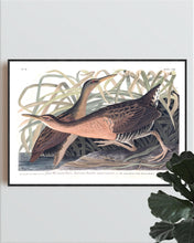 Load image into Gallery viewer, Great Red Brested Rail or Fresh Water Marsh Hen Print by John Audubon