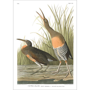 Salt Water Marsh Hen Print by John Audubon