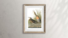 Load image into Gallery viewer, Salt Water Marsh Hen Print by John Audubon