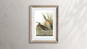 Salt Water Marsh Hen Print by John Audubon