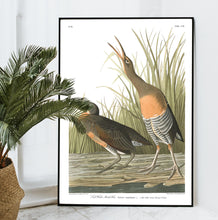 Load image into Gallery viewer, Salt Water Marsh Hen Print by John Audubon