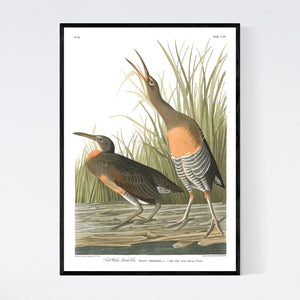 Salt Water Marsh Hen Print by John Audubon