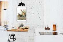 Load image into Gallery viewer, Salt Water Marsh Hen Print by John Audubon