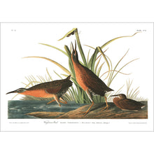 Load image into Gallery viewer, Virginian Rail Print by John Audubon