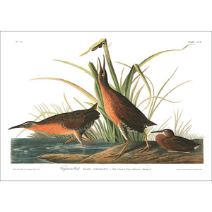 Virginian Rail Print by John Audubon