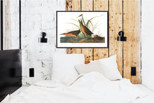 Load image into Gallery viewer, Virginian Rail Print by John Audubon