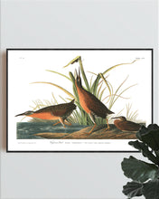 Load image into Gallery viewer, Virginian Rail Print by John Audubon