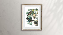 Load image into Gallery viewer, Summer or Wood Duck Print by John Audubon