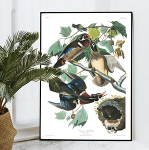 Summer or Wood Duck Print by John Audubon