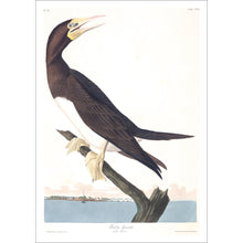 Load image into Gallery viewer, Booby Gannet Print by John Audubon