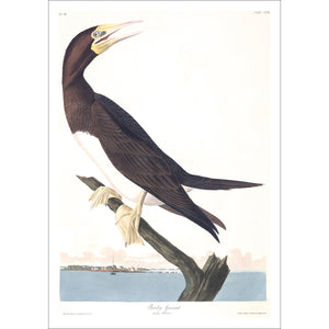 Booby Gannet Print by John Audubon