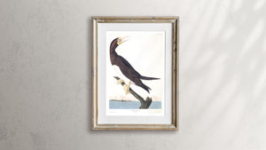 Booby Gannet Print by John Audubon