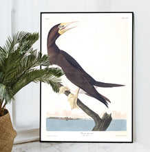 Load image into Gallery viewer, Booby Gannet Print by John Audubon
