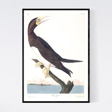 Load image into Gallery viewer, Booby Gannet Print by John Audubon