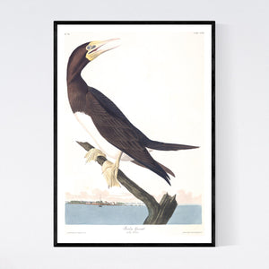 Booby Gannet Print by John Audubon