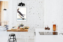 Load image into Gallery viewer, Booby Gannet Print by John Audubon