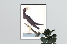 Load image into Gallery viewer, Booby Gannet Print by John Audubon