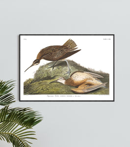 Esquimaux Curlew Print by John Audubon