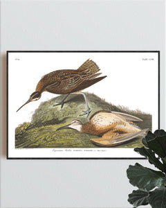 Esquimaux Curlew Print by John Audubon