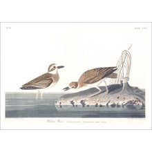 Load image into Gallery viewer, Wilson&#39;s Plover Print by John Audubon