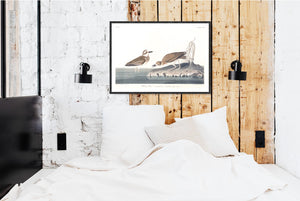 Wilson's Plover Print by John Audubon
