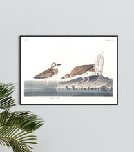 Load image into Gallery viewer, Wilson&#39;s Plover Print by John Audubon