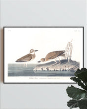 Load image into Gallery viewer, Wilson&#39;s Plover Print by John Audubon