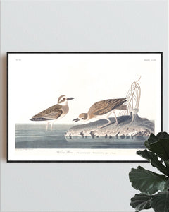 Wilson's Plover Print by John Audubon
