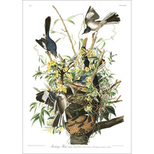 Load image into Gallery viewer, Mockingbird Print by John Audubon