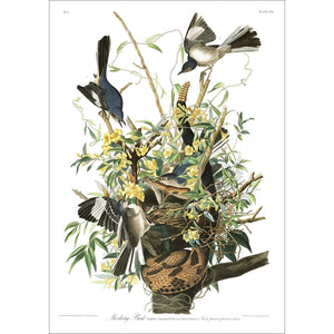 Mockingbird Print by John Audubon