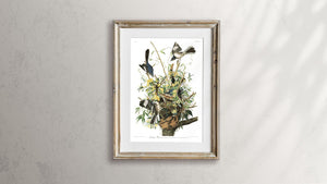 Mockingbird Print by John Audubon