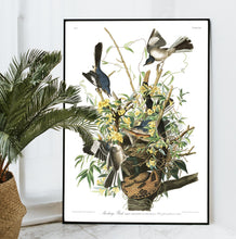 Load image into Gallery viewer, Mockingbird Print by John Audubon
