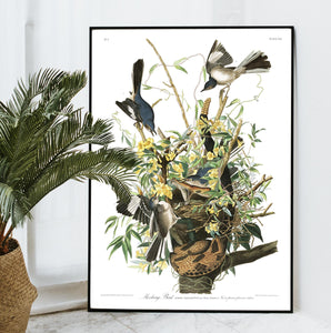 Mockingbird Print by John Audubon