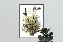 Load image into Gallery viewer, Mockingbird Print by John Audubon